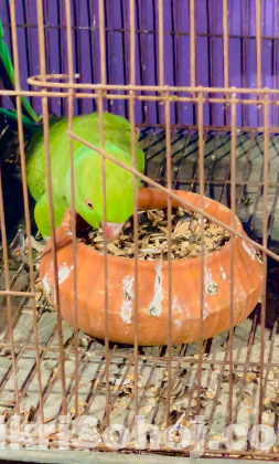 টিয়া পাখি ( ইন্ডিয়ান রিংনেট )